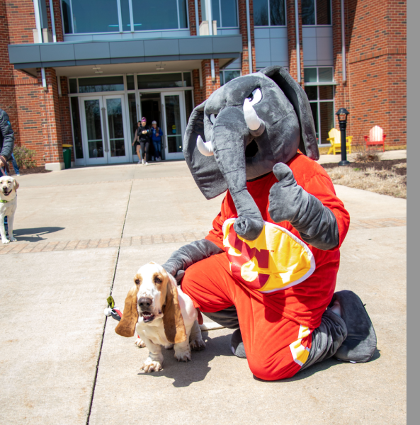 Wilbur, Professor Amy Doling’s dog poses with Thunder on one of his many trips to Simpson. 