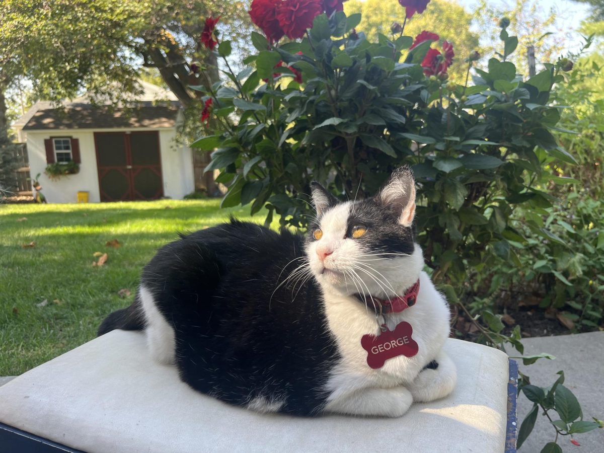 George the Campus Cat at his home